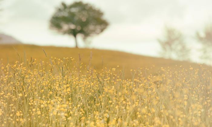 Journée Internationale de la Biodiversité : Découvrez les actions menées par Coriance