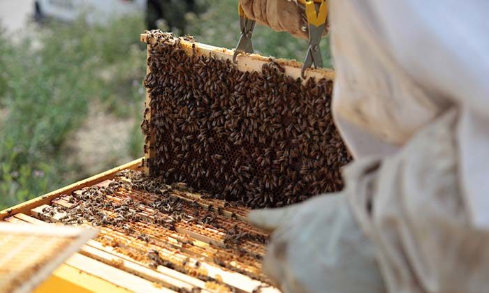 Journée mondiale des abeilles : les ruches de SODIEN sont à l’honneur !