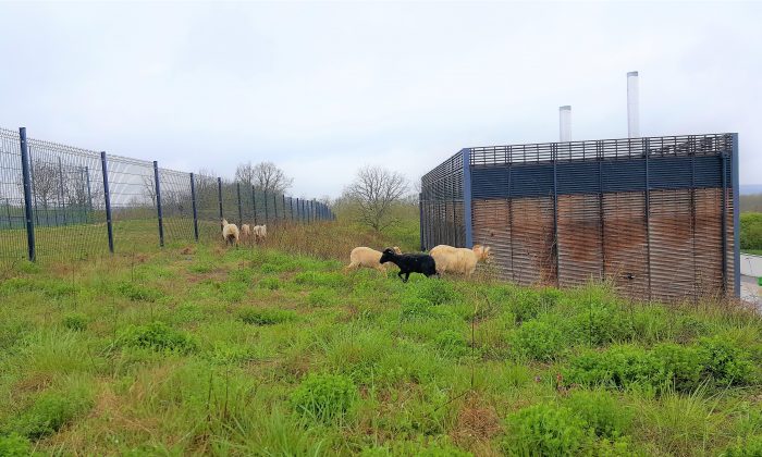 Eco paturage Auxerre