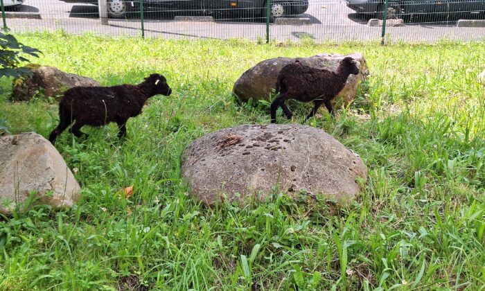 ERIVA : 2 nouveaux moutons à la chaufferie ! 