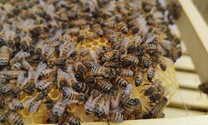 Dijon : ça bourdonne aux Valendons !