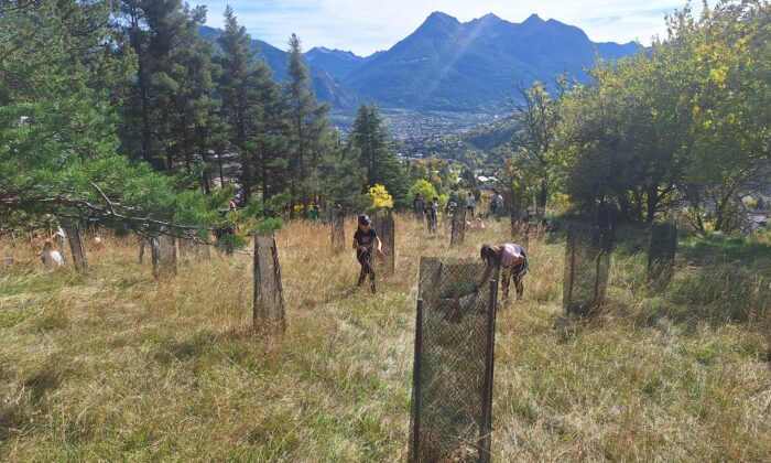 Briançon : BBE et l’École de Forville unis pour reboiser le bois de l’Ours 