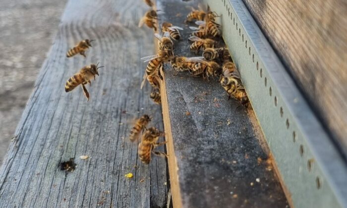 Journée mondiale de la Terre – ERIVA  : site fertile en projets durables  ! 